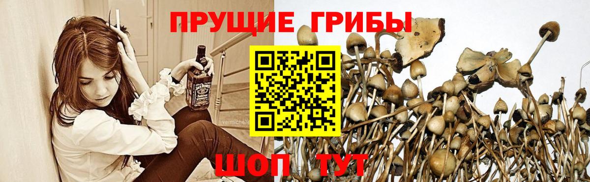 Галлюциногенные грибы мухоморы  как найти закладки  Трёхгорный  Вход с VPN  Псилоцибиновые грибы Psilocybine cubensis 